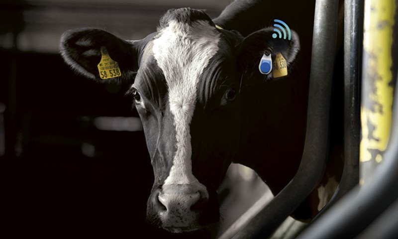 Allflex Cow